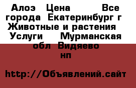 Алоэ › Цена ­ 150 - Все города, Екатеринбург г. Животные и растения » Услуги   . Мурманская обл.,Видяево нп